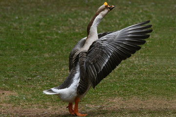 A elegância e a altivez de um ganso no jardim do Museu da República - Catete - RJ