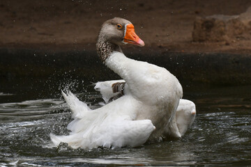 Um espet&aacute;culo ganso se banhando no lago do jardim do Museu da Rep&uacute;blica - Catete - RJ