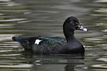 Pato selvagem dando a sua graça no lago do jardim do Museu da República - Catete - RJ