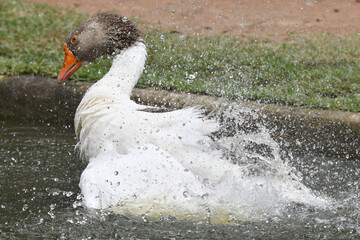 Um espet&aacute;culo ganso se banhando no lago do jardim do Museu da Rep&uacute;blica - Catete - RJ