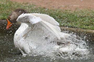 Um espet&aacute;culo ganso se banhando no lago do jardim do Museu da Rep&uacute;blica - Catete - RJ