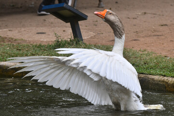 Um espet&aacute;culo ganso se banhando no lago do jardim do Museu da Rep&uacute;blica - Catete - RJ