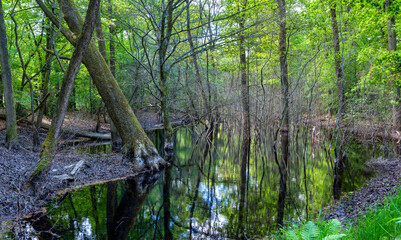 Stagnant water in a lush forest swamp reflects the towering trees and dense greenery. A tranquil atmosphere is created by the interplay of light and shadow.