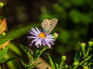 A common blue butterfly on a wild aster.