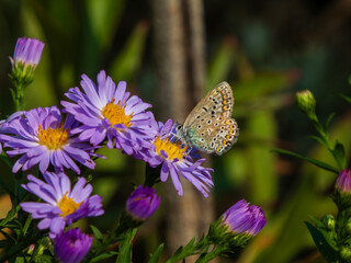 A common blue butterfly on purple aster flowers.