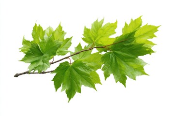 Fresh maple branch with vibrant green leaves against a white background (1)