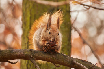 Portrait of a Red Squirrel Eating a Nut