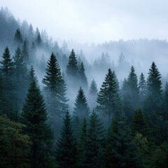 A misty forest filled with tall pine trees isoleted on white background .