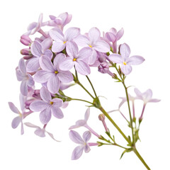 Obraz premium Delicate Light Purple Flowers isolated on transparent background 
