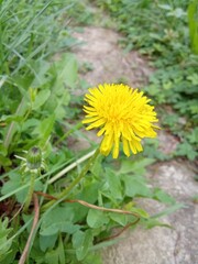 yellow dandelion flower