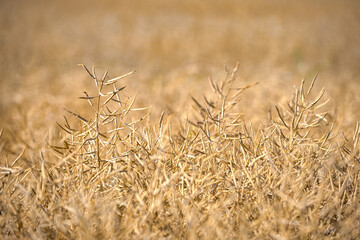 Fototapeta premium Rapeseed field, mature canola pods