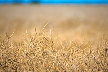 Rapeseed field, mature canola pods