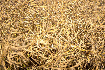 Rapeseed field, mature canola pods