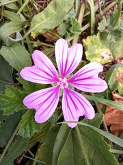 pink and yellow flower