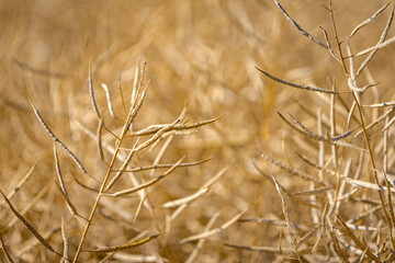 Fototapeta premium Rapeseed field, mature canola pods