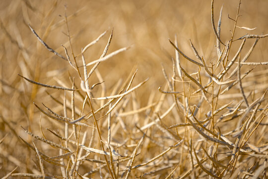 Rapeseed field, mature canola pods