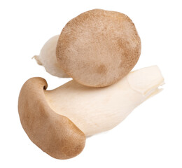Fototapeta premium King oyster mushroom Pleurotus eryngii