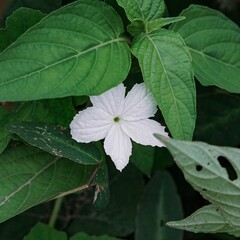 Close Up White Ivy Gourd Flower with Green Leaves, Tropical Exotic Vine Plant and Nature Photography