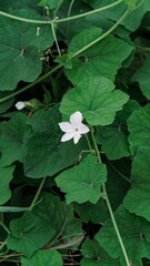Close Up White Ivy Gourd Flower with Green Leaves, Tropical Exotic Vine Plant and Nature Photography