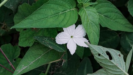 Close Up White Ivy Gourd Flower with Green Leaves, Tropical Exotic Vine Plant and Nature Photography