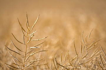 Rapeseed field, mature canola pods