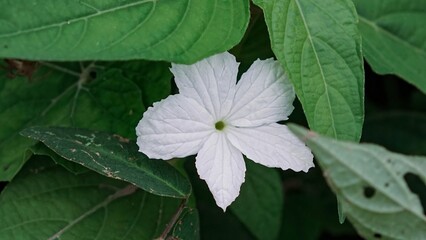 Close Up White Ivy Gourd Flower with Green Leaves, Tropical Exotic Vine Plant and Nature Photography