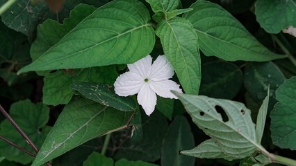 Close Up White Ivy Gourd Flower with Green Leaves, Tropical Exotic Vine Plant and Nature Photography