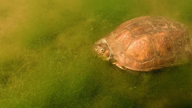 Close-up shot of a Spanish pond turtle &ndash; Mauremys leprosa &ndash; gliding gently above the green algae-covered riverbed. Calm movement in a warm, murky freshwater habitat.
