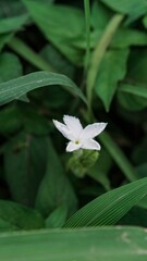 Close Up White Ivy Gourd Flower with Green Leaves, Tropical Exotic Vine Plant and Nature Photography