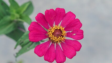 Vibrant Pink Zinnia Flower Bloom with Yellow Center in Close Up Macro Nature Photography
