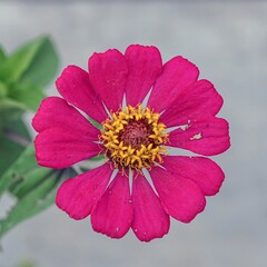 Vibrant Pink Zinnia Flower Bloom with Yellow Center in Close Up Macro Nature Photography