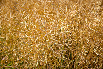 Rapeseed field, mature canola pods