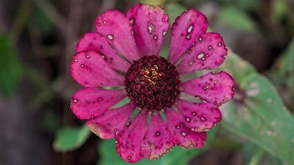 Vibrant Pink Zinnia Flower Bloom with Yellow Center in Close Up Macro Nature Photography