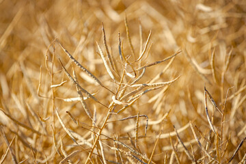 Rapeseed field, mature canola pods
