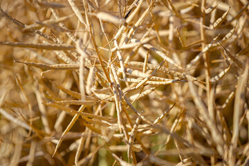 Rapeseed field, mature canola pods