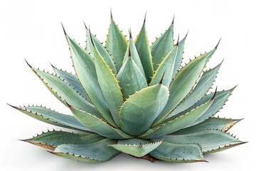 agave on a white background