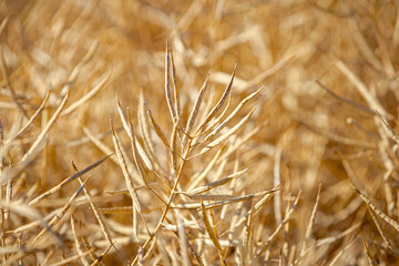 Rapeseed field, mature canola pods