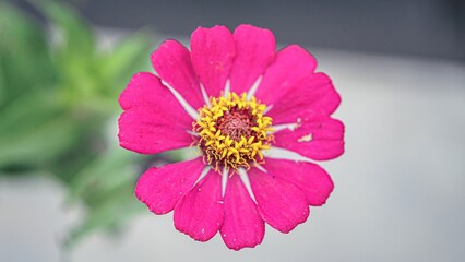 Vibrant Pink Zinnia Flower Bloom with Yellow Center in Close Up Macro Nature Photography