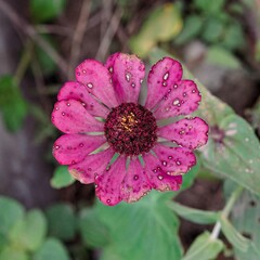 Vibrant Pink Zinnia Flower Bloom with Yellow Center in Close Up Macro Nature Photography