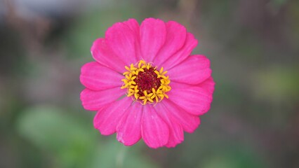 Vibrant Pink Zinnia Flower Bloom with Yellow Center in Close Up Macro Nature Photography