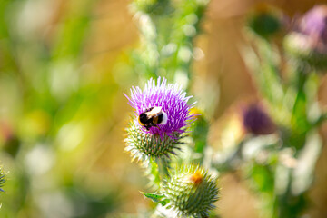 Bumblebee around pink bud of Prickly Thistle wildflower