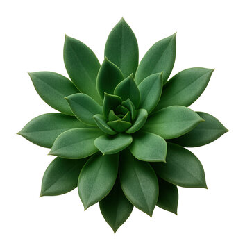 Succulent with thick, lance-shaped leaves and a matte texture