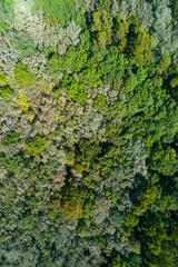 An aerial top down view of a dense mixed forest canopy, Nature Background