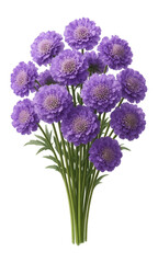 Fototapeta premium Scabiosa bouquet with pincushion-shaped purple flowers