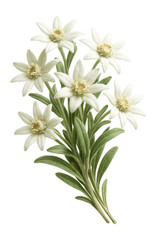 Fototapeta premium Edelweiss bunch with small white star-shaped flowers