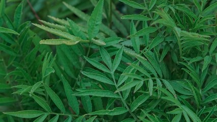 Close-Up Aesthetic Macro Photography of Green Marigold Leaves, Botanical Nature Foliage Detail, Minimalist Leaf Texture Background in Natural Light Wallpaper