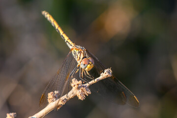 Evening Dragonfly Perched on Branch with Sunset Glow