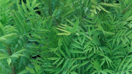 Close-Up Aesthetic Macro Photography of Green Marigold Leaves, Botanical Nature Foliage Detail, Minimalist Leaf Texture Background in Natural Light Wallpaper