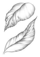 Plant Leaves Detailed Pencil Drawing