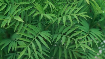Close-Up Aesthetic Macro Photography of Green Marigold Leaves, Botanical Nature Foliage Detail, Minimalist Leaf Texture Background in Natural Light Wallpaper